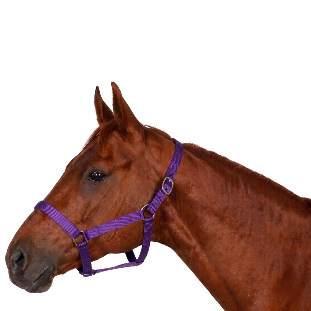 Miller's PP Breakaway Halter