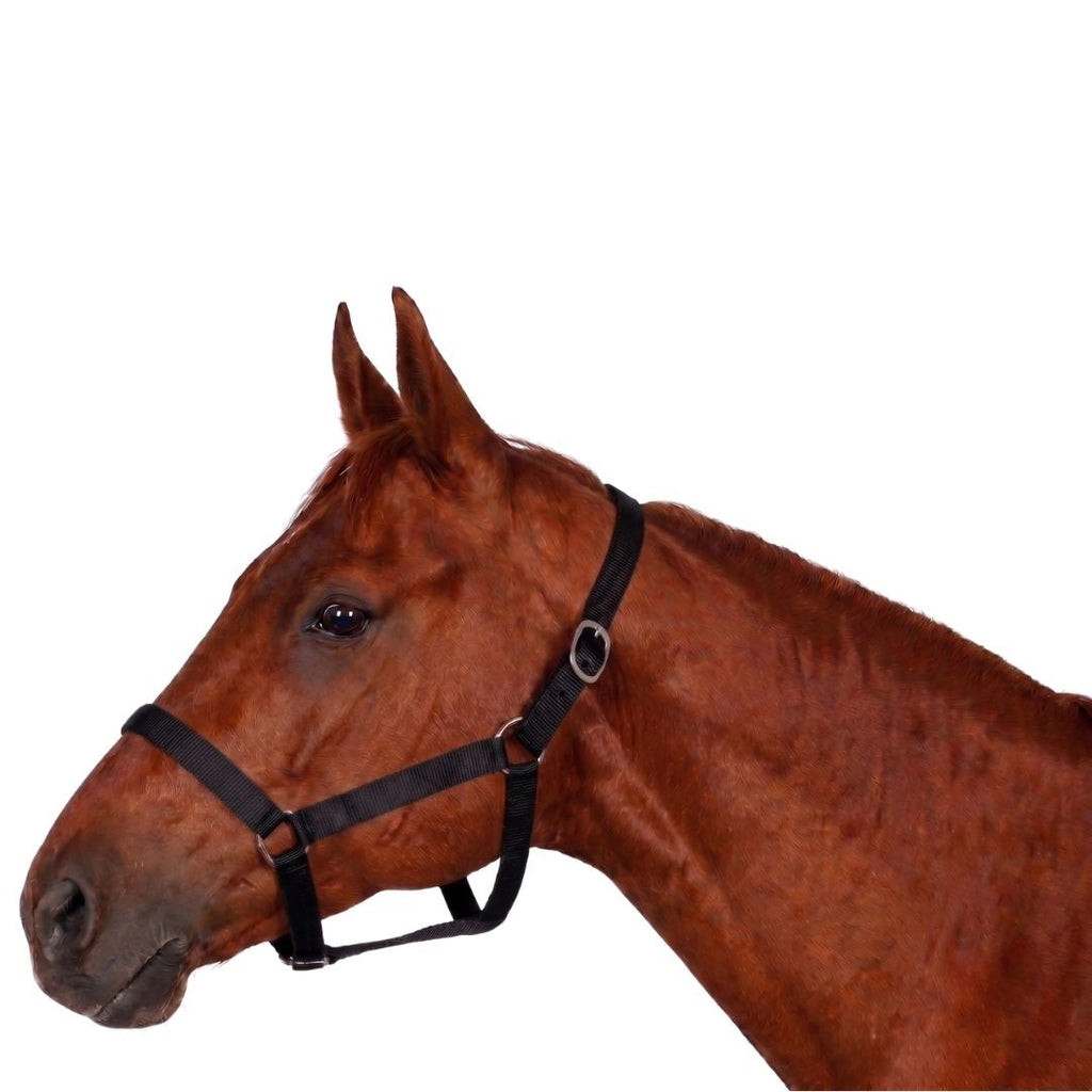 Miller's PP Breakaway Halter