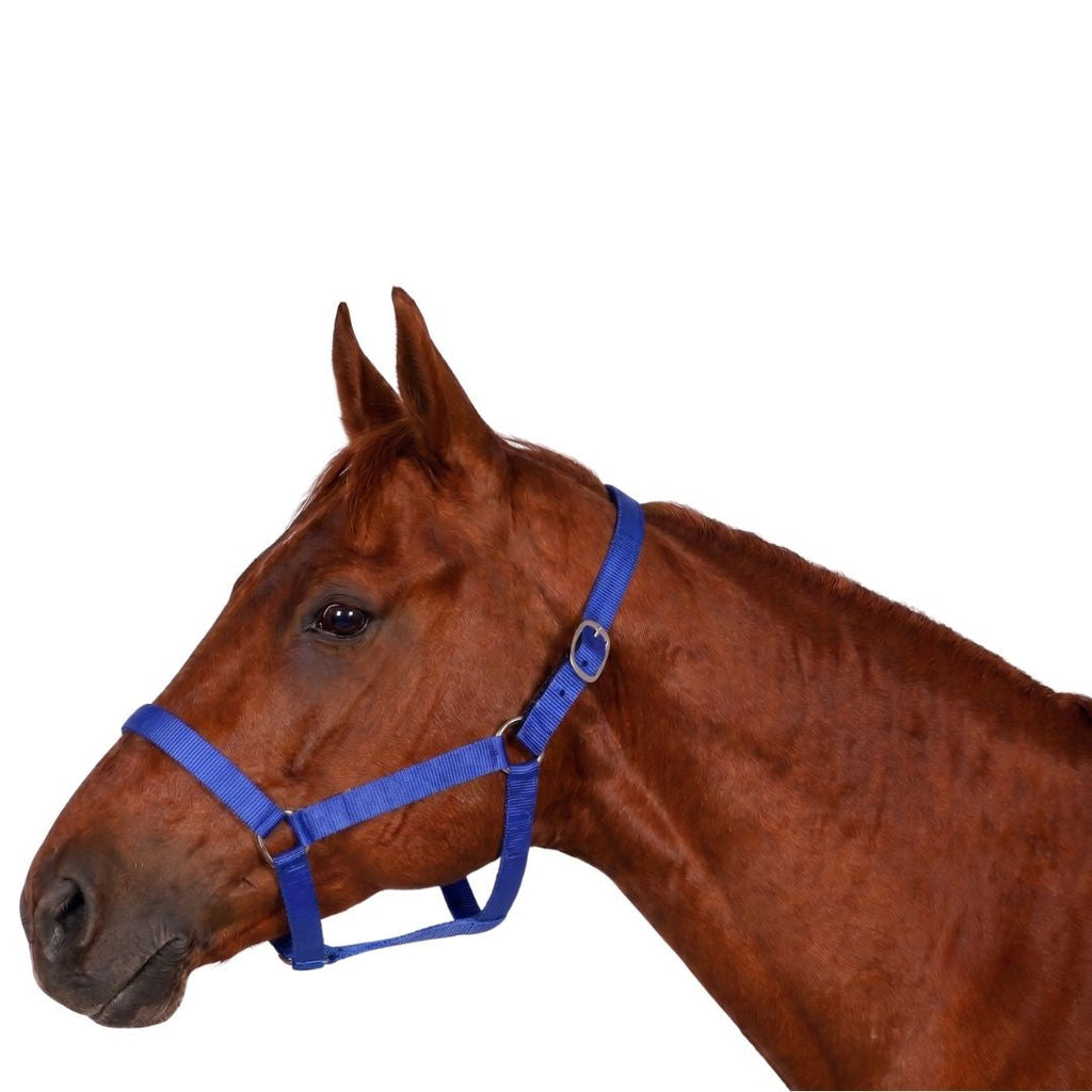 Miller's PP Breakaway Halter