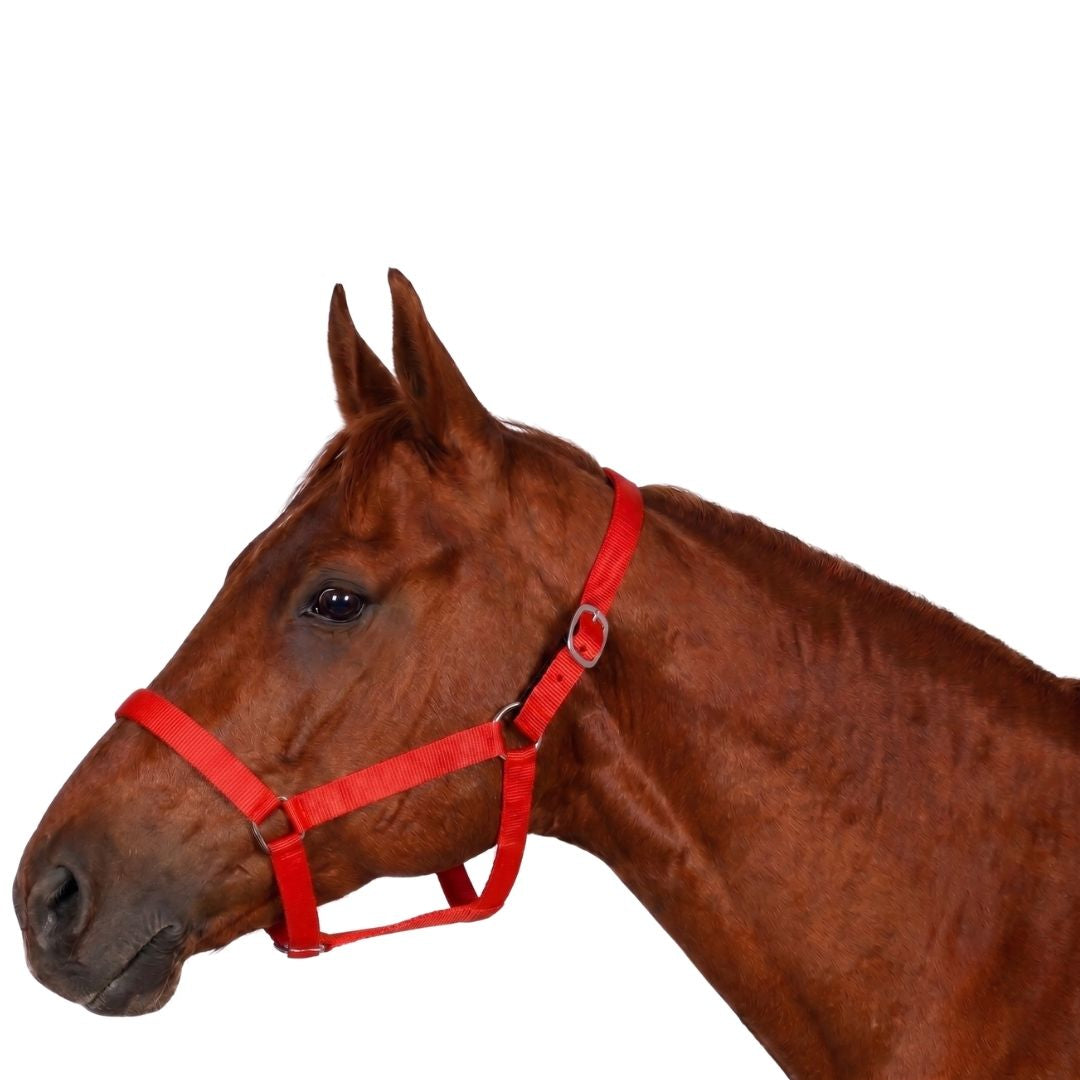 Miller's PP Breakaway Halter
