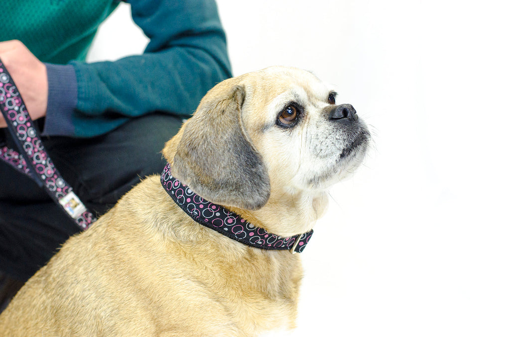 cuteNfuzzyÂ® Padded Adjustable Patterned Dog Collar with Warranty
