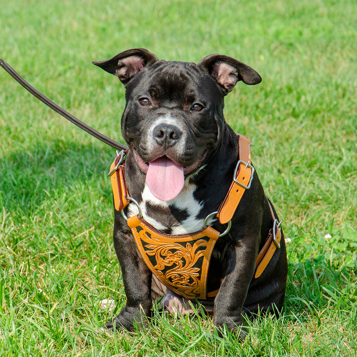 Premium Floral Tooled Gaucho Leather Padded Dog Pulling Harness