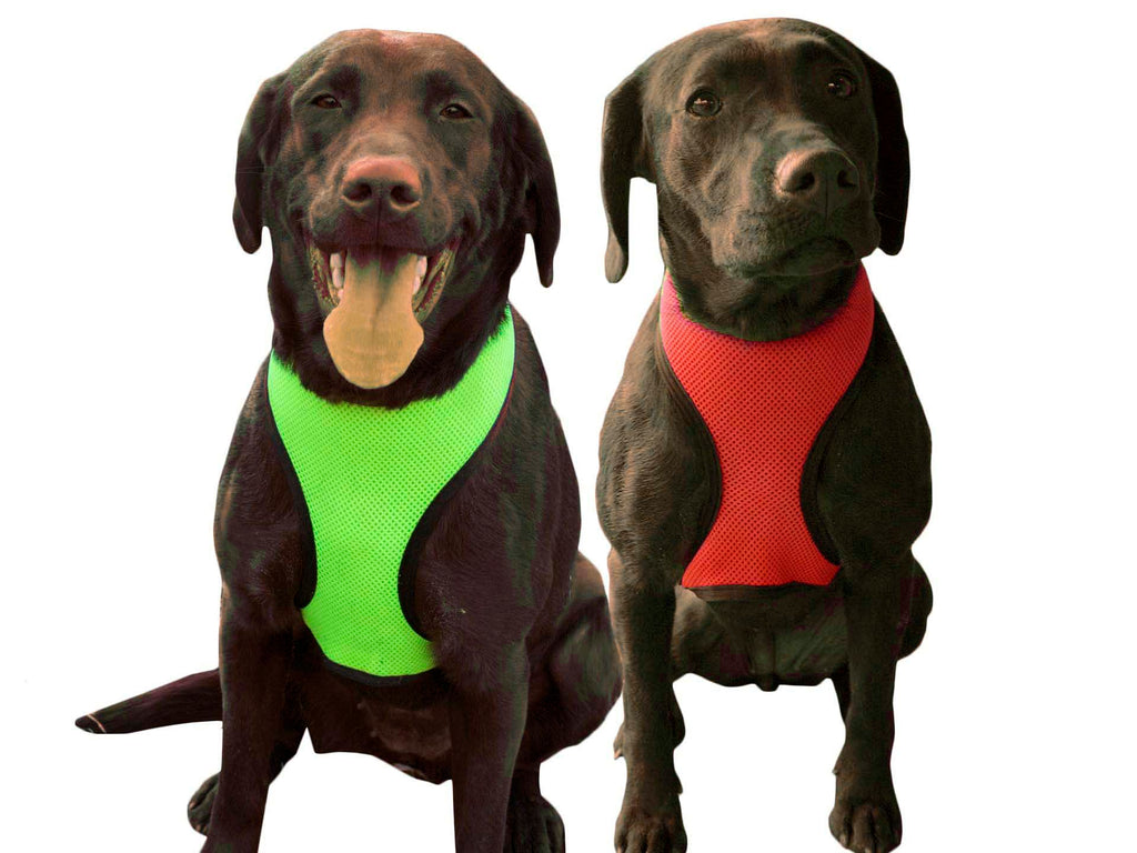 Comfort Mesh Dog Harness by cuteNfuzzyÂ® with Six Month Warranty