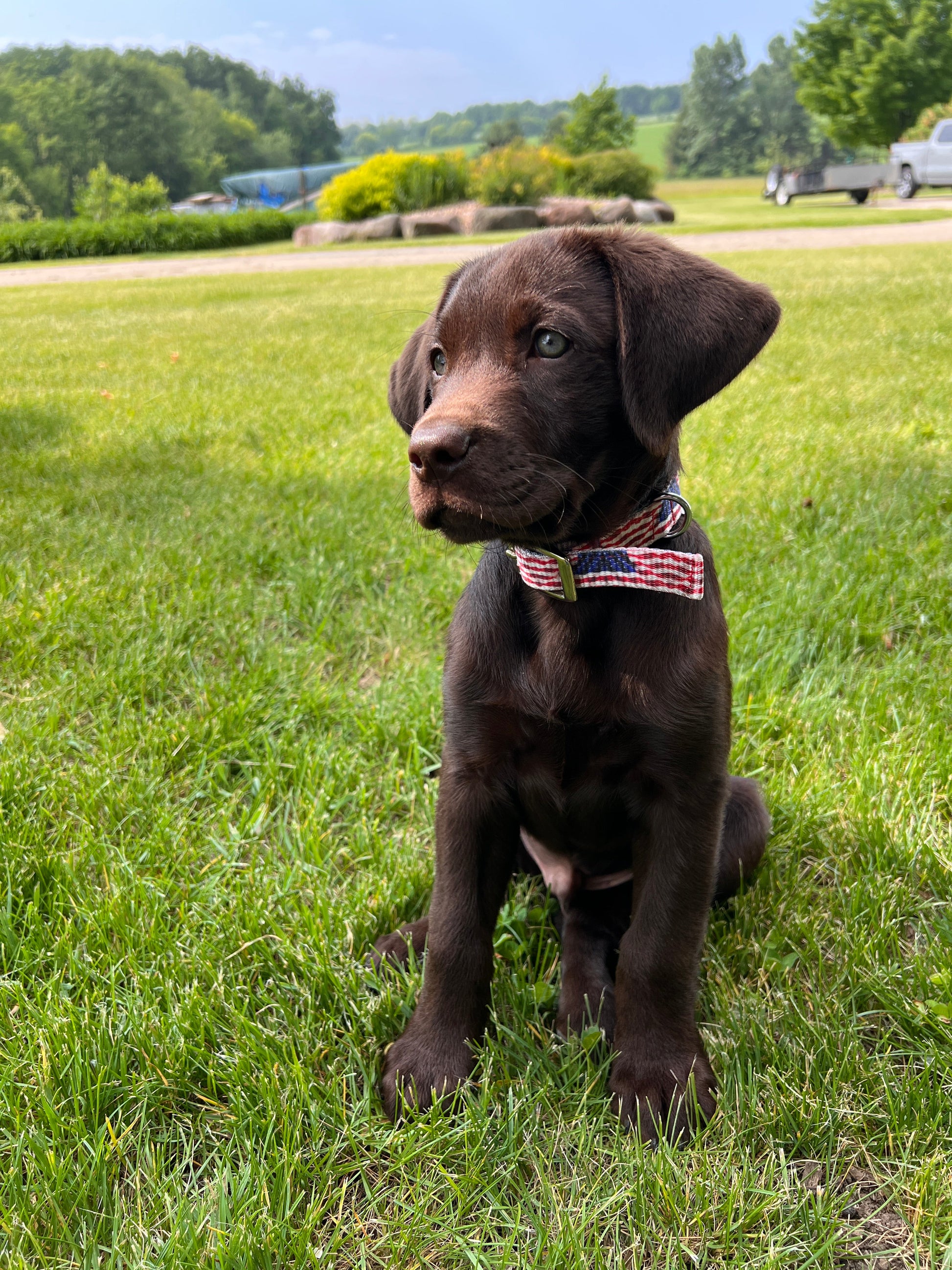 American Flag designed nylon dog collar