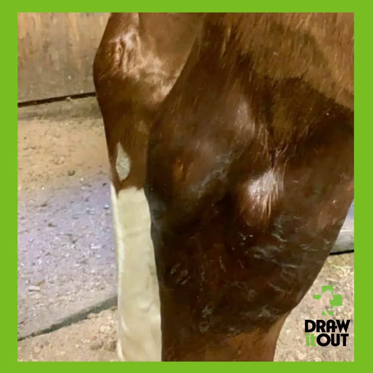 Draw It Out® 16oz Liniment Gel | Daily Horse Care