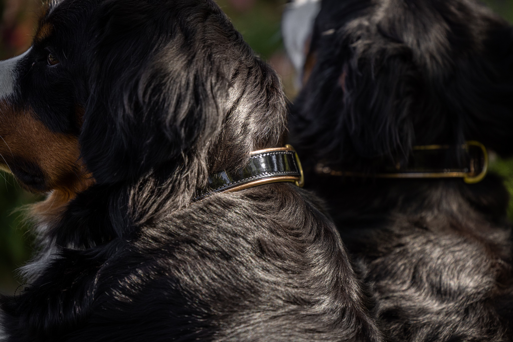 Halter Ego® Black Patent Thea Dog Collar