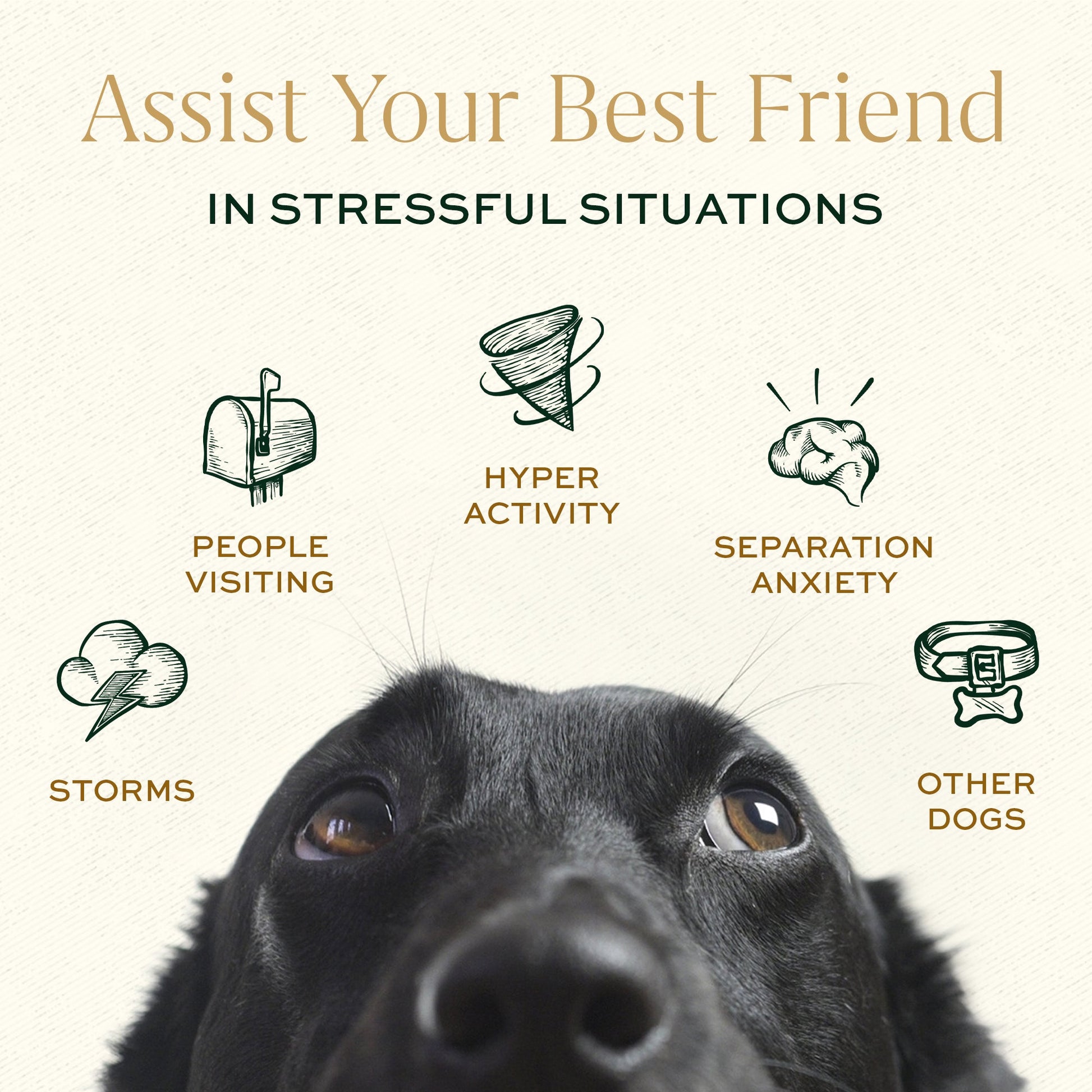 Calming Bites & Carrying Tin