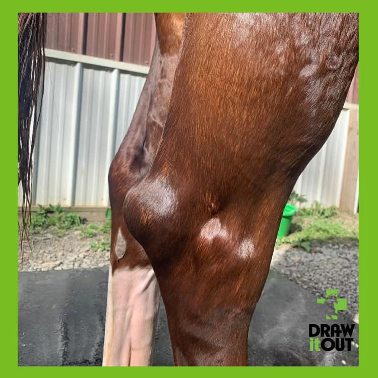 Draw It Out® 16oz Liniment Gel | Daily Horse Care