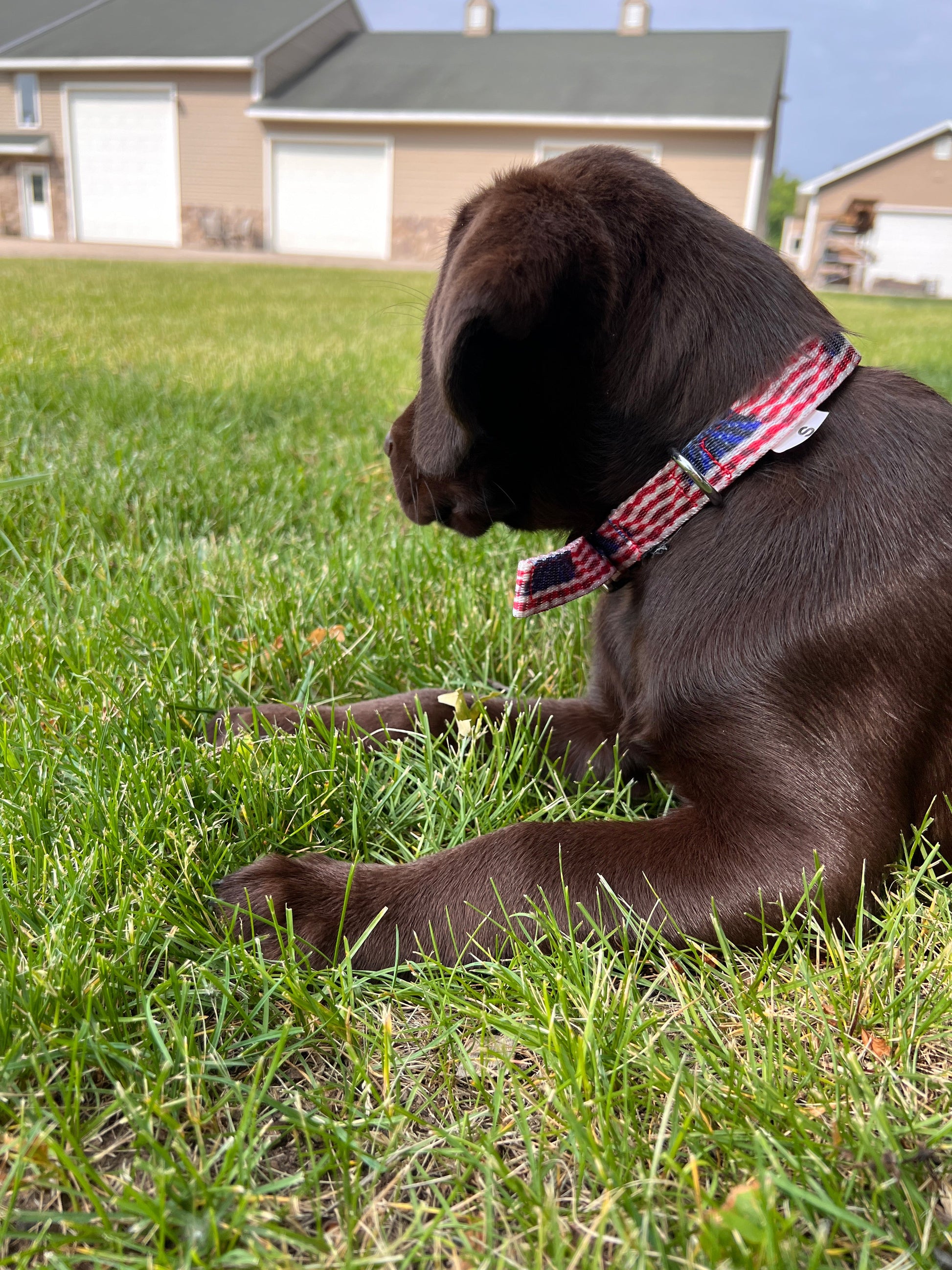 American Flag designed nylon dog collar