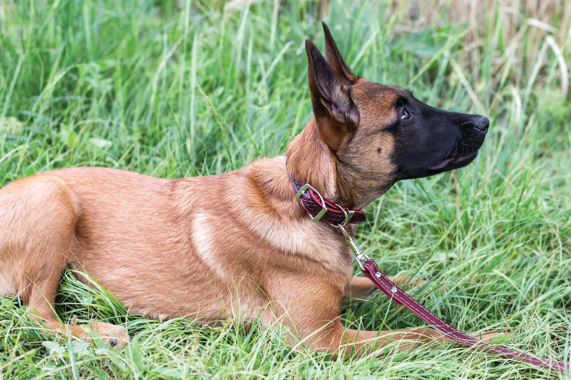 Celtic Double Buckle Style Leather Dog Collar
