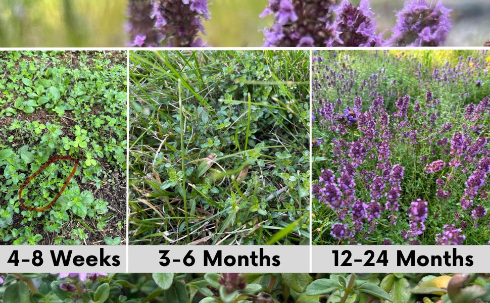 Creeping Thyme Easy Spread Shaker