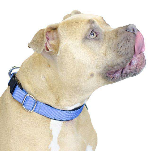 cuteNfuzzy® Adjustable Padded Dog Collar