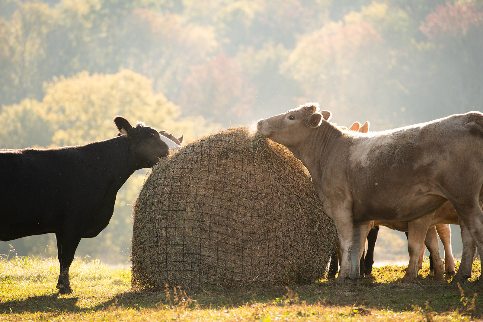 Livestock Round Bale Hay Net - 3" Holes