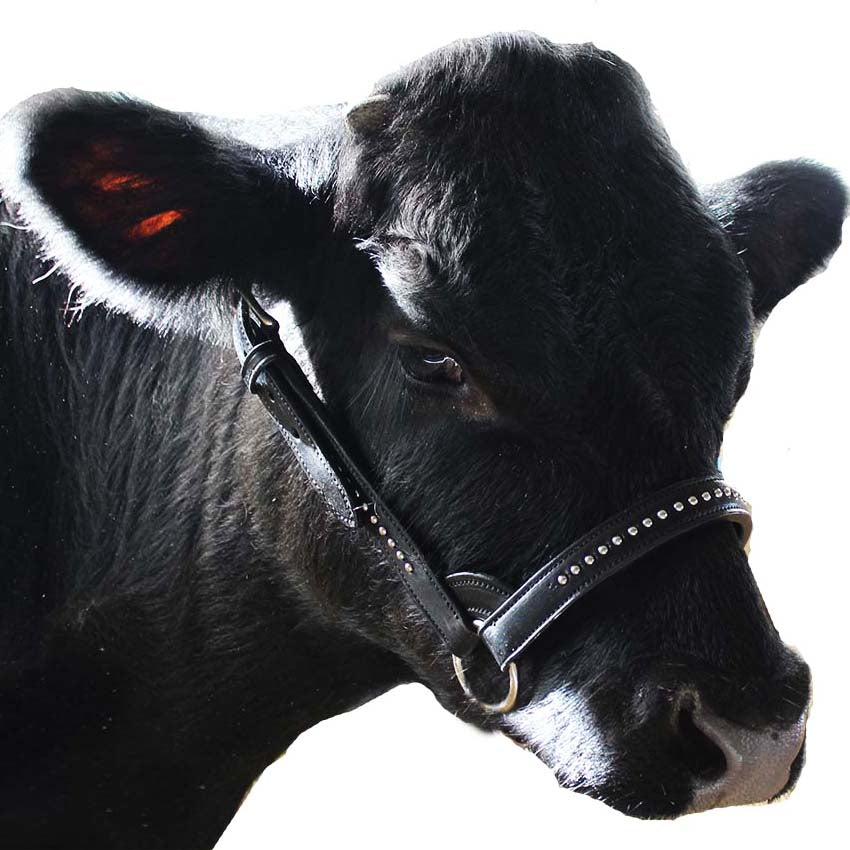 Derby Originals New and Improved Premium Show Spotted Flat Leather Cattle Show Halter, Small/Medium/Large, Adjustable Fit with 48" Lead and 14" Chain, Durable Hardware, 1-Year Warranty
