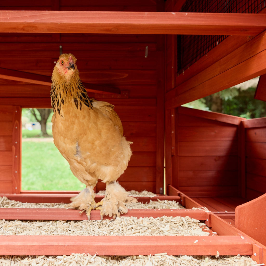 Chicken Coop for 6 Chickens – Orpington Lodge