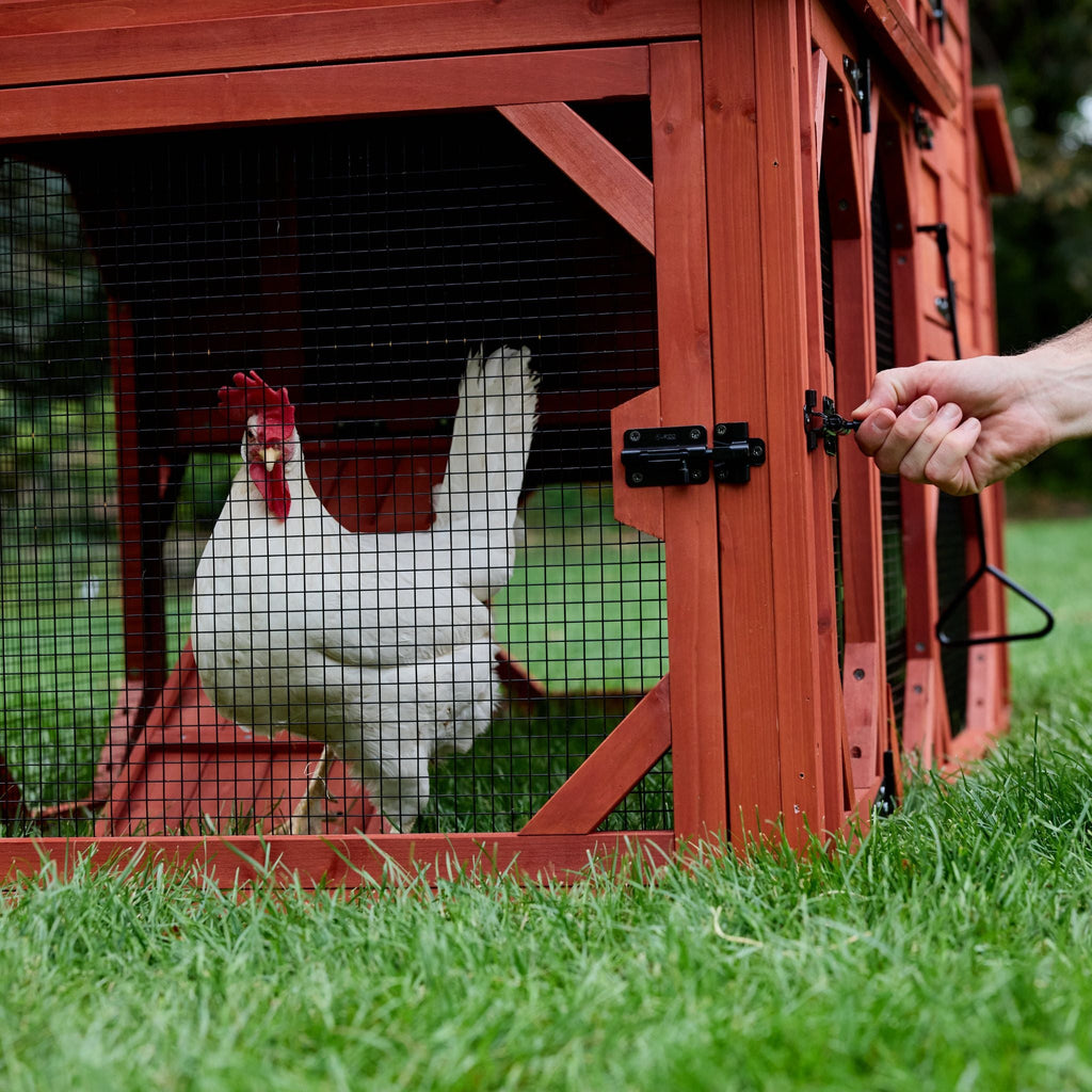 Chicken Coop for 6 Chickens – Orpington Lodge