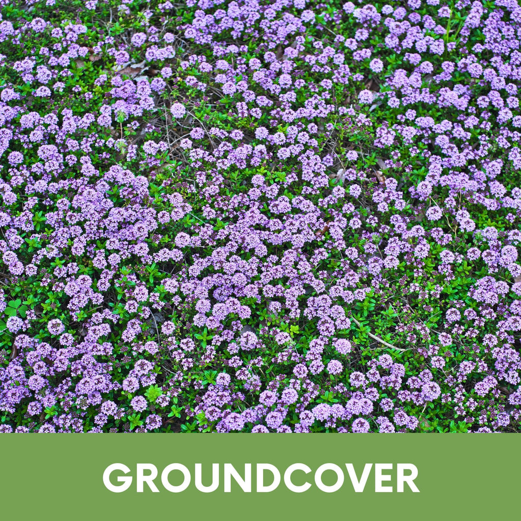 Creeping Thyme Seed Pouch
