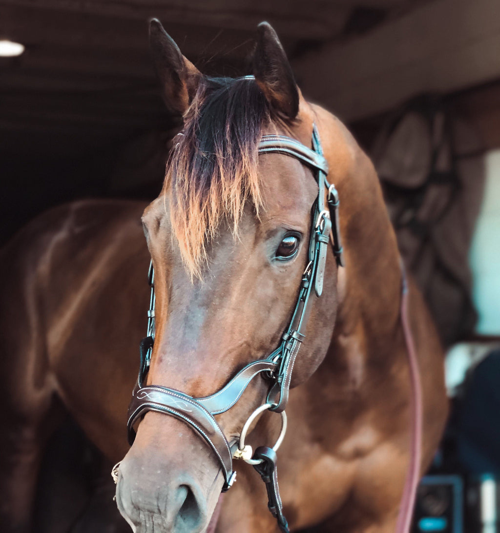 ExionPro 'Ayla' Anatomical Drop Noseband Bridle with Reins