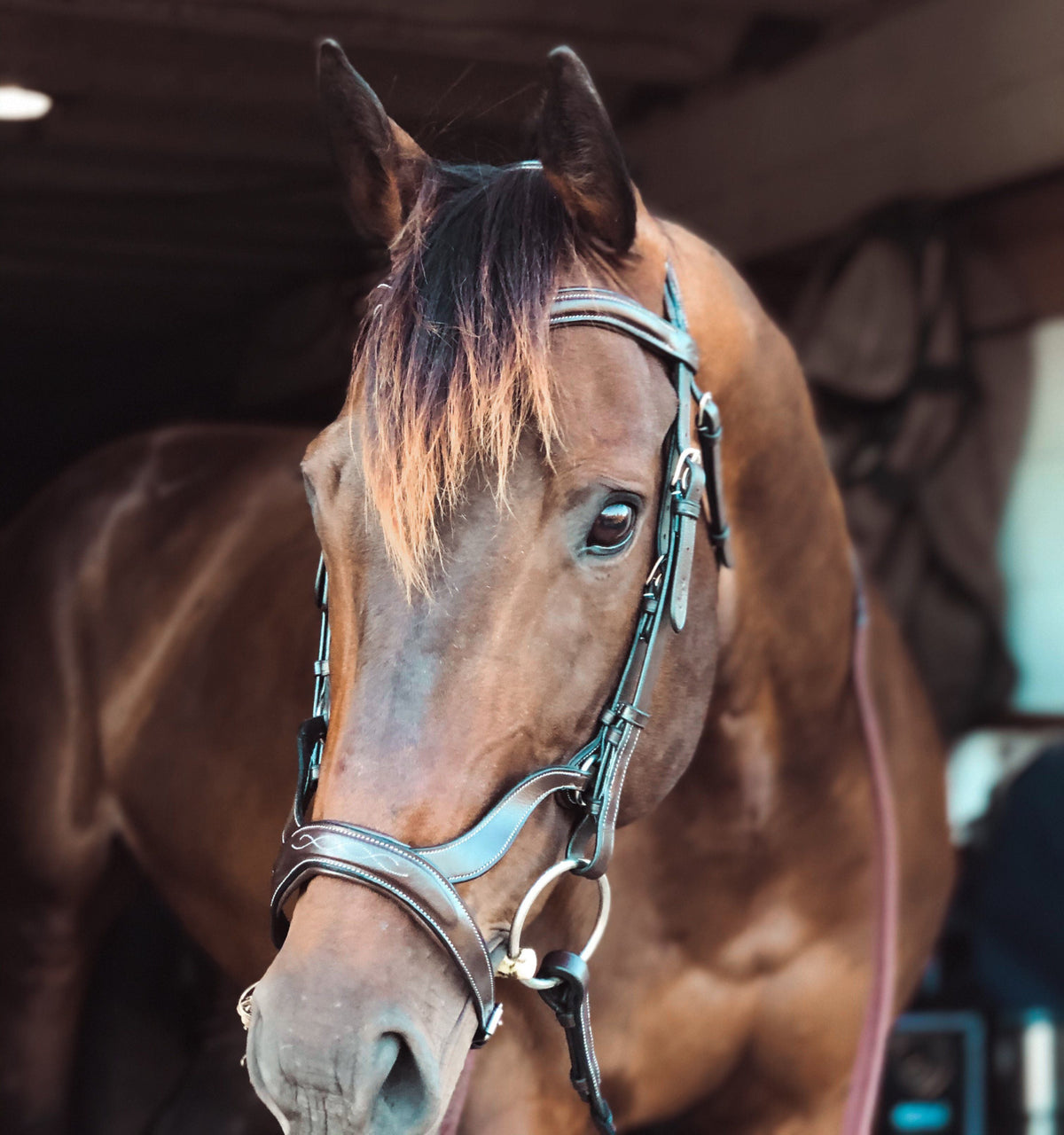 ExionPro 'Ayla' Anatomical Drop Noseband Bridle with Reins