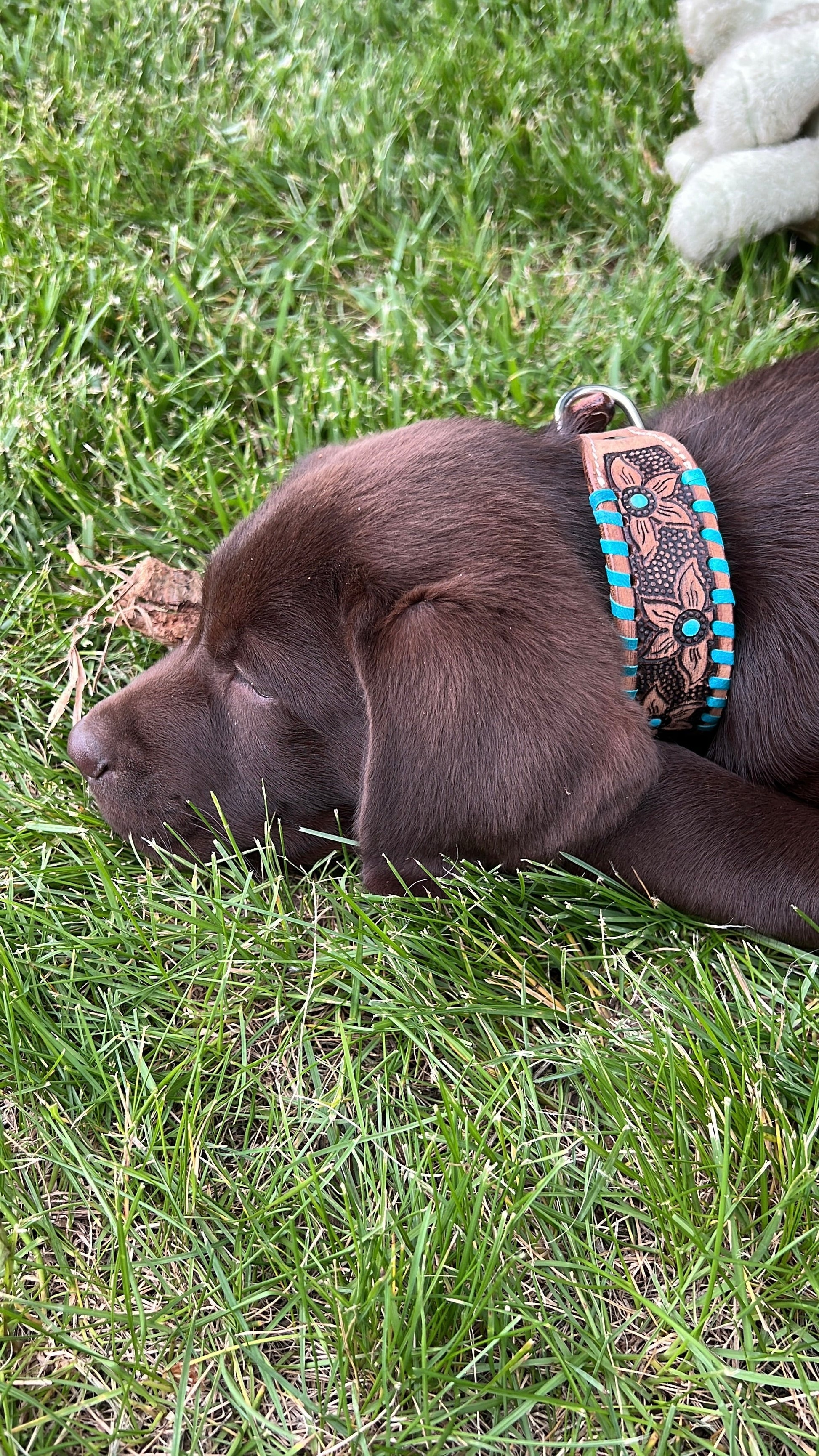 Genuine leather dog collar with teal rawhide.