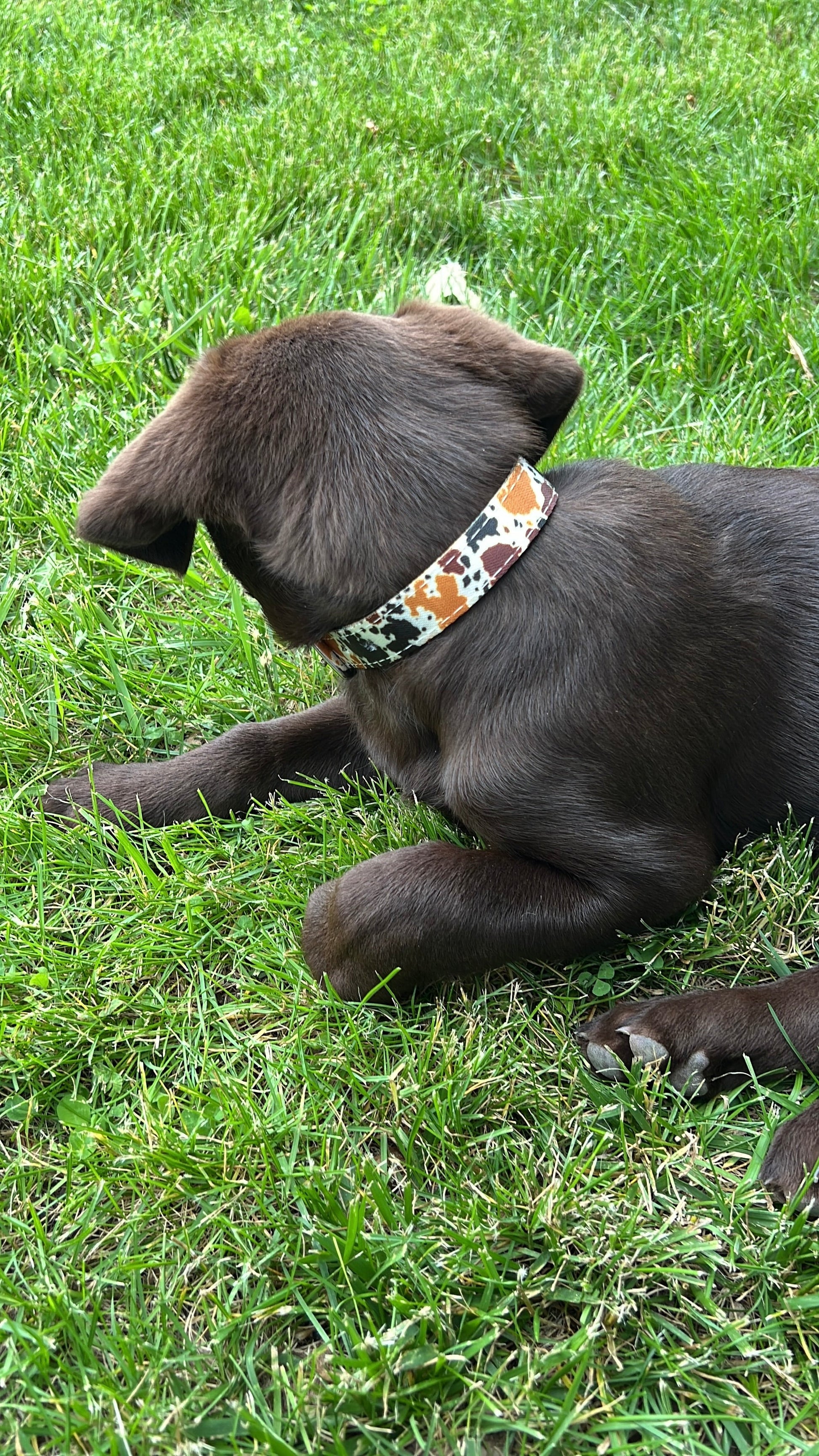 Cow print design nylon dog collar