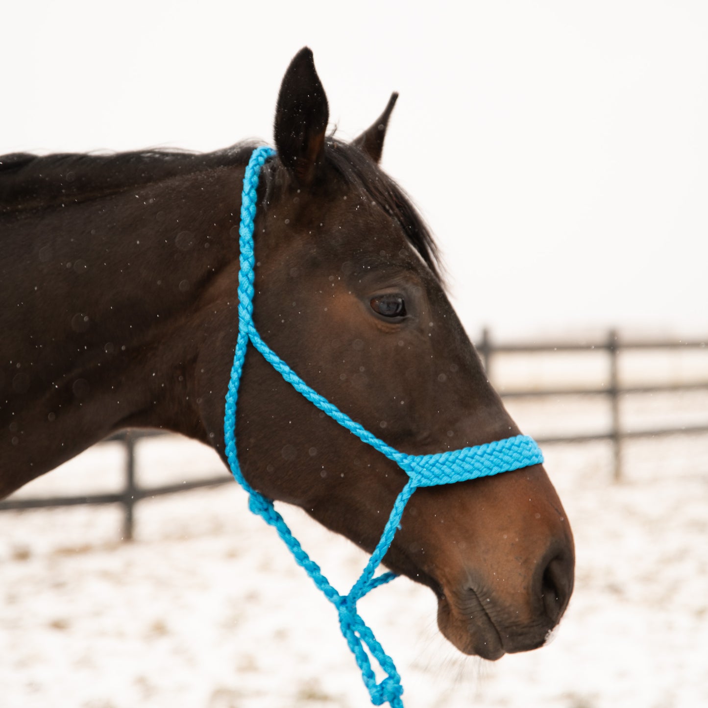 9 Ft Nylon Poly Flat Braided Mule Tape Halter And Lead Rope