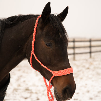 Coral Mule Tape Halter