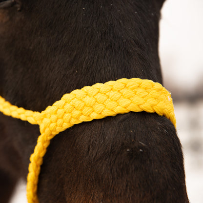 Yellow Mule Tape Halter