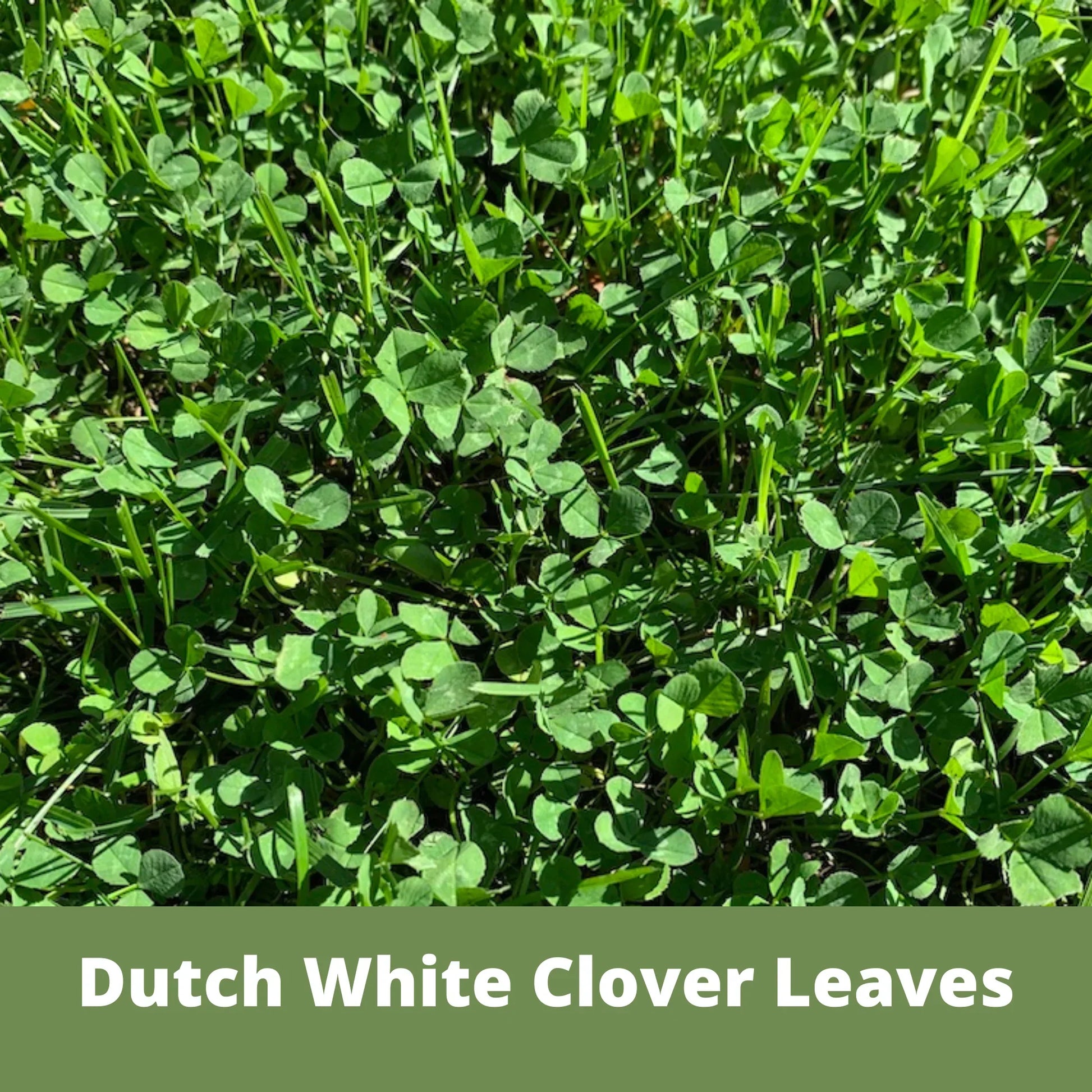 Dutch White Clover Seed