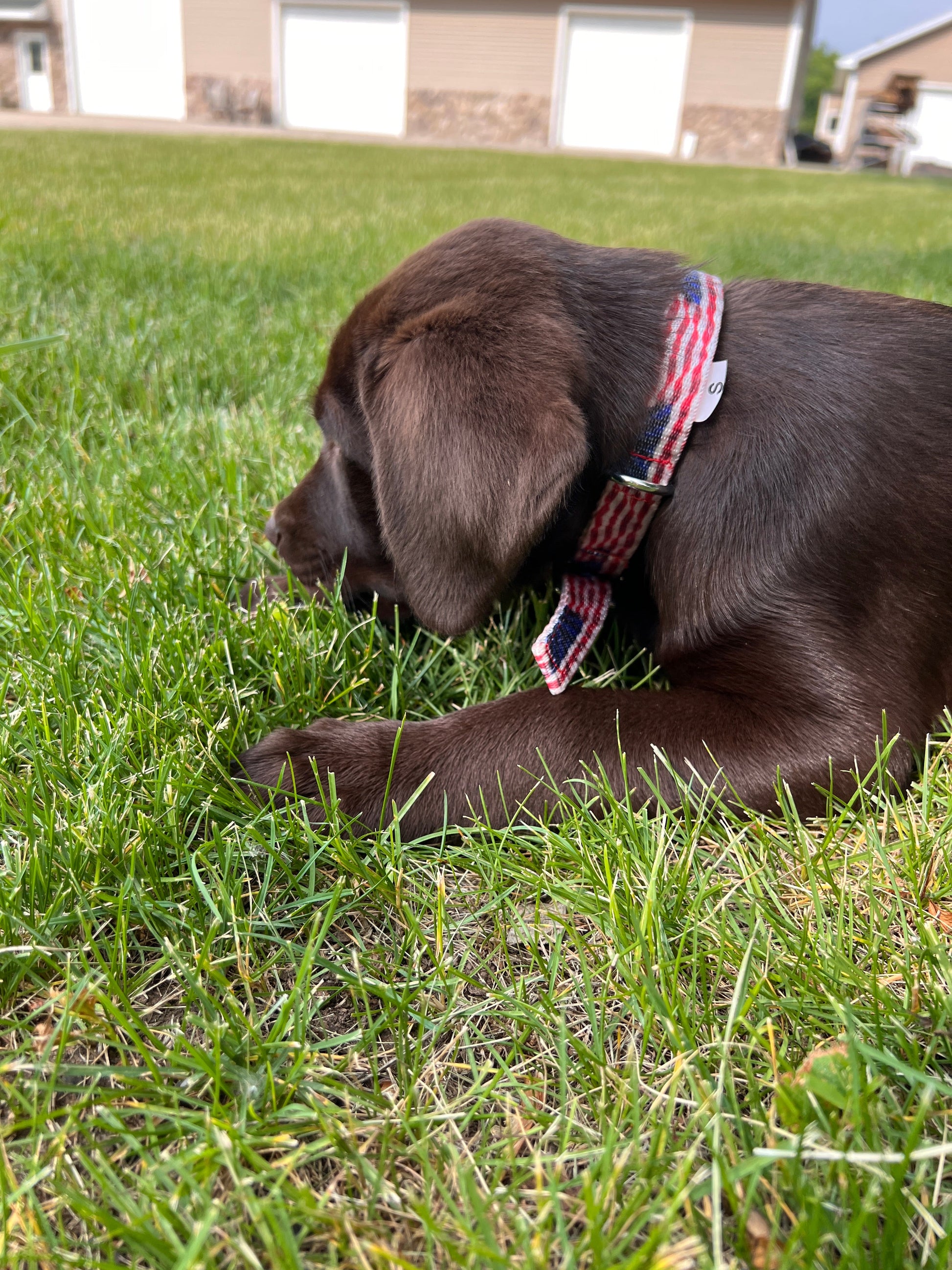 American Flag designed nylon dog collar