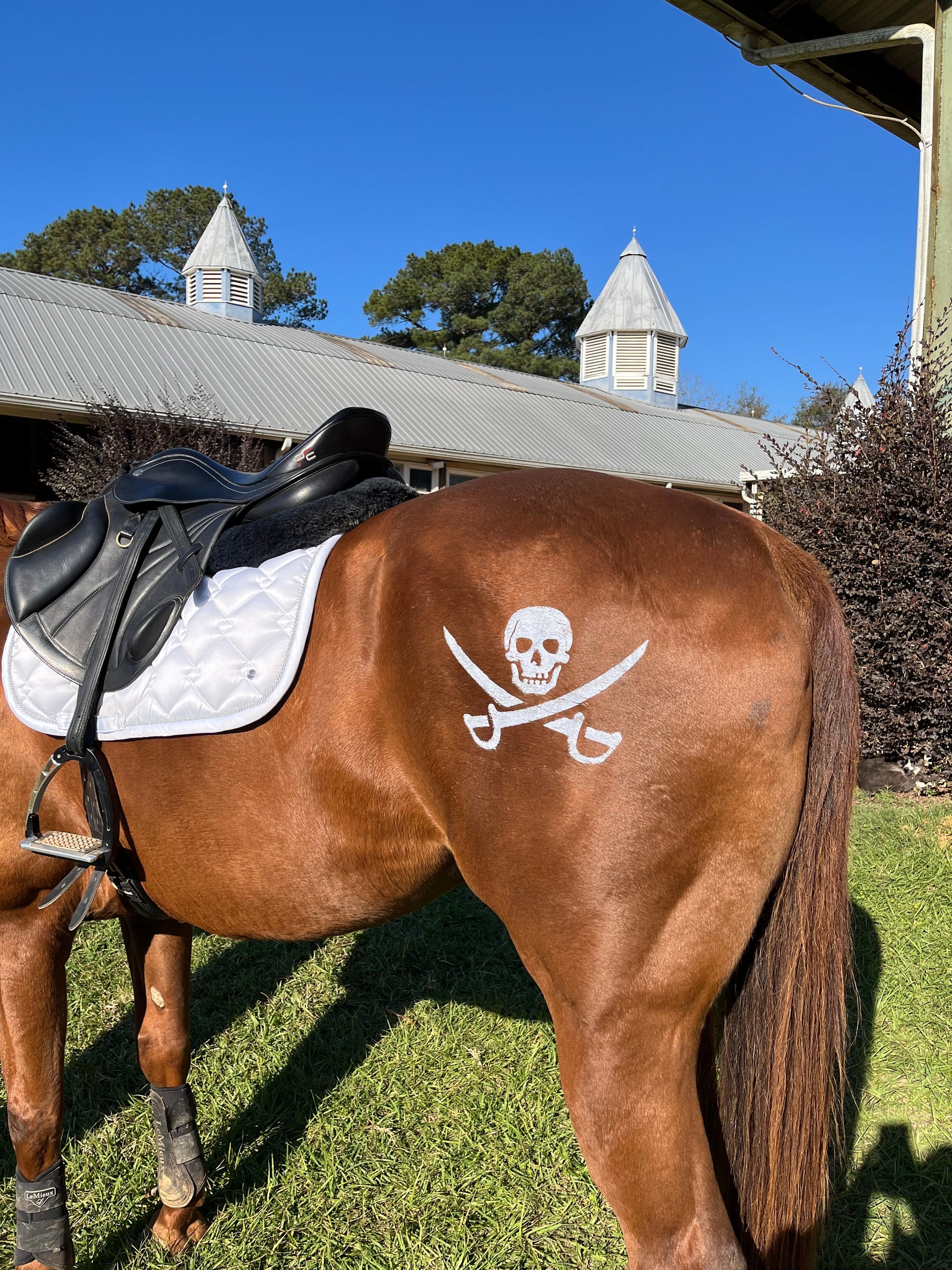 Pirate