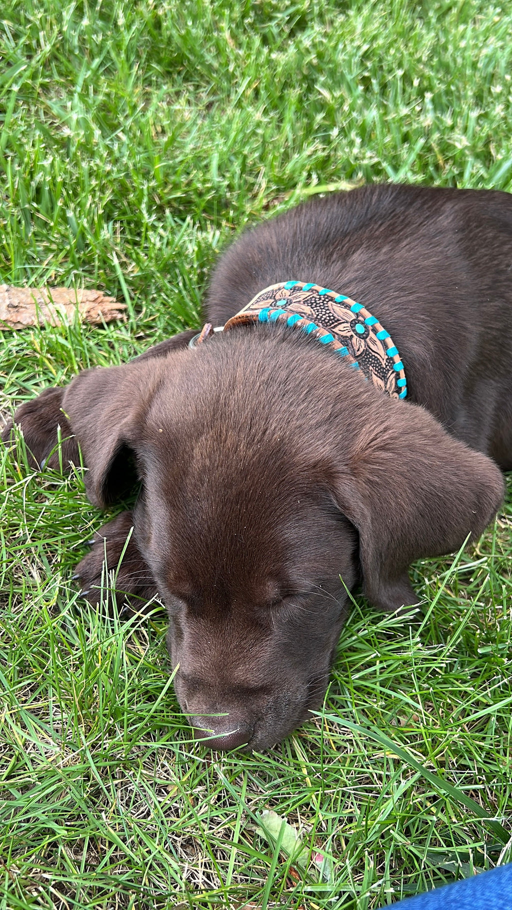 Genuine leather dog collar with teal rawhide.