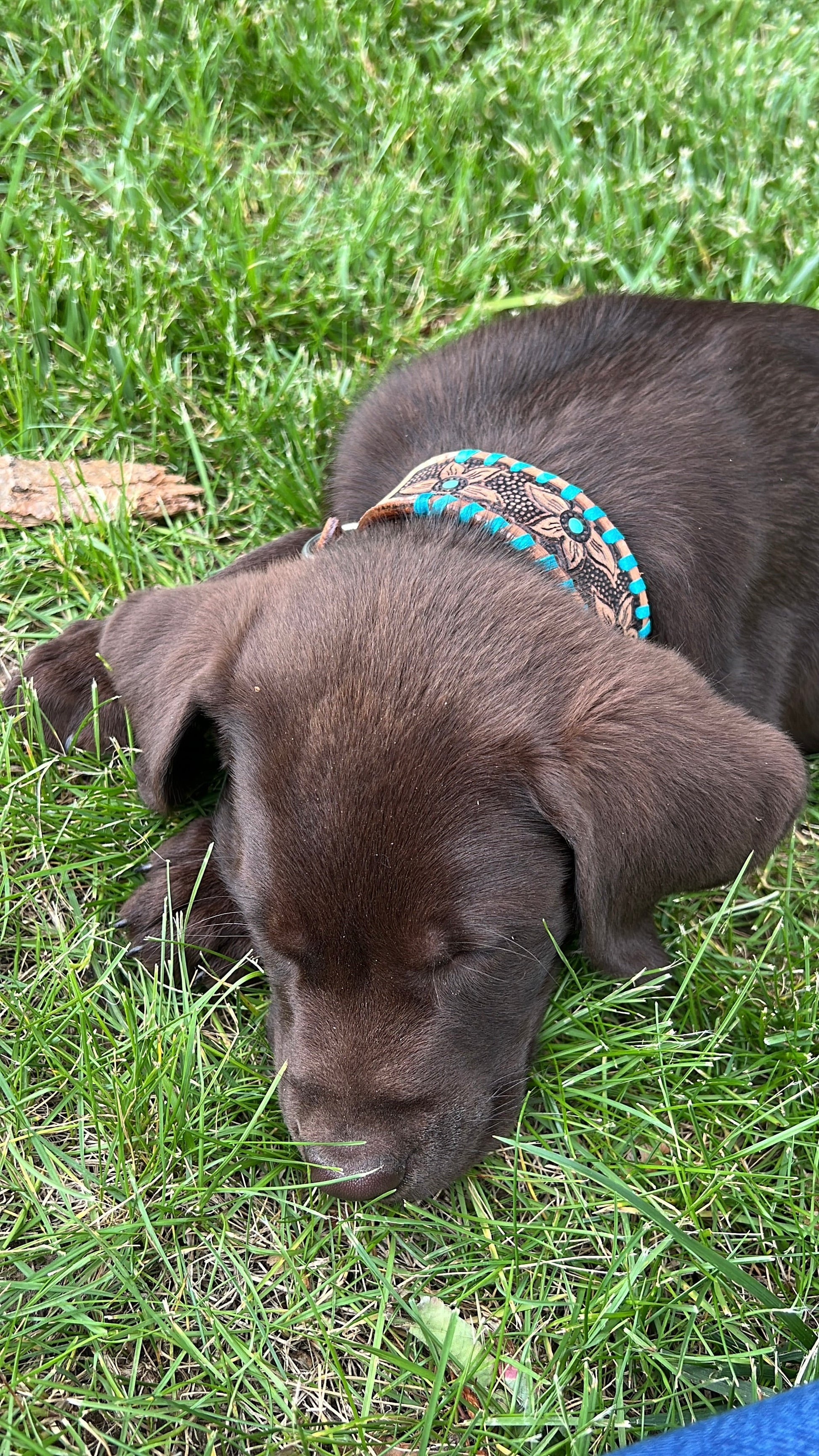 Genuine leather dog collar with teal rawhide.