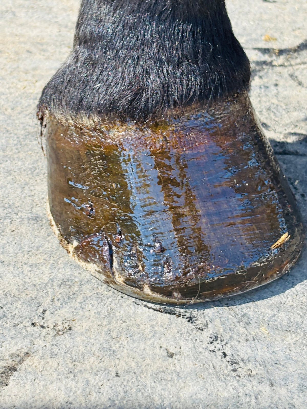 Horse Hoof PASTE & brush applicator 16 oz