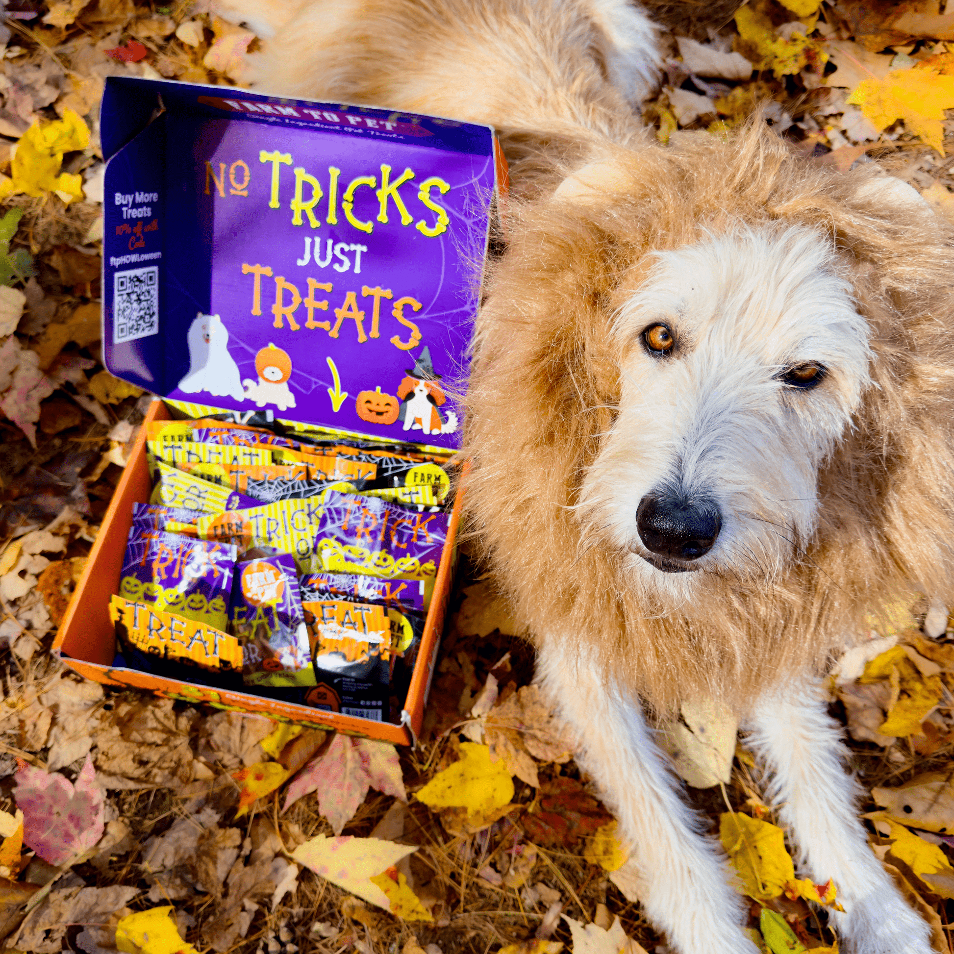 Halloween 31 Snack Pack Dog Treat Box