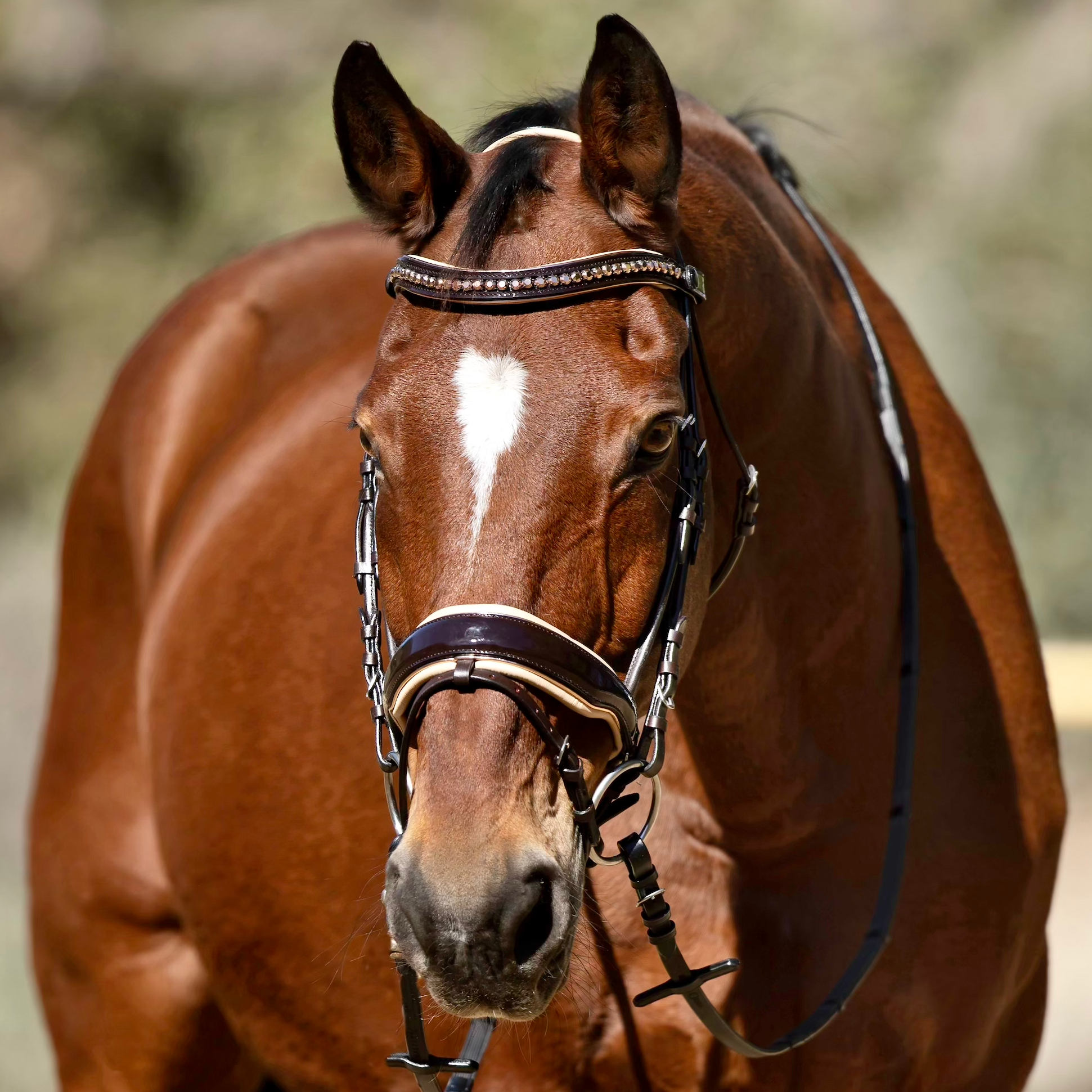 Florentina - Brown Patent Leather Snaffle with Cream Padding & Rose Gold Piping