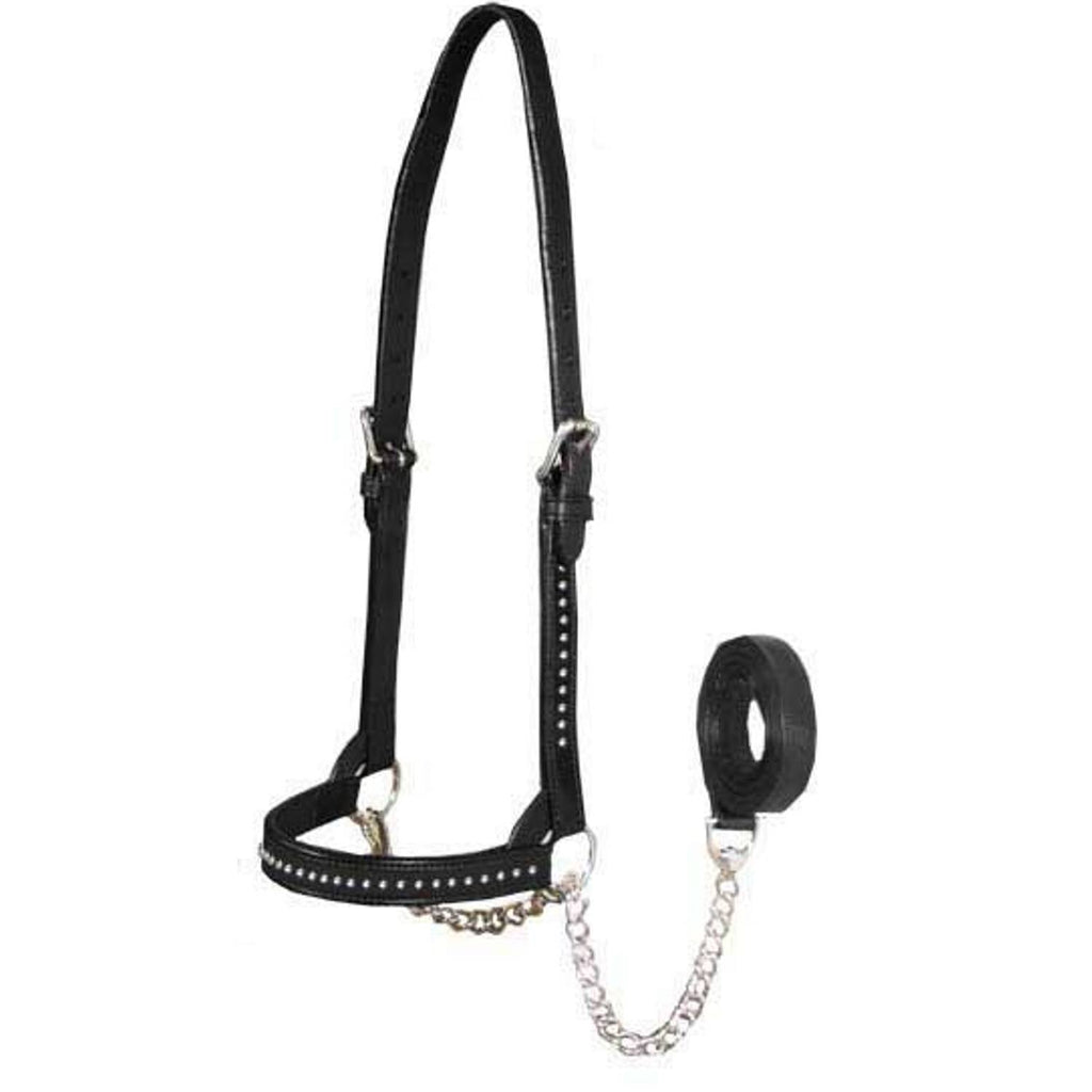Derby Originals New and Improved Premium Show Spotted Flat Leather Cattle Show Halter, Small/Medium/Large, Adjustable Fit with 48" Lead and 14" Chain, Durable Hardware, 1-Year Warranty
