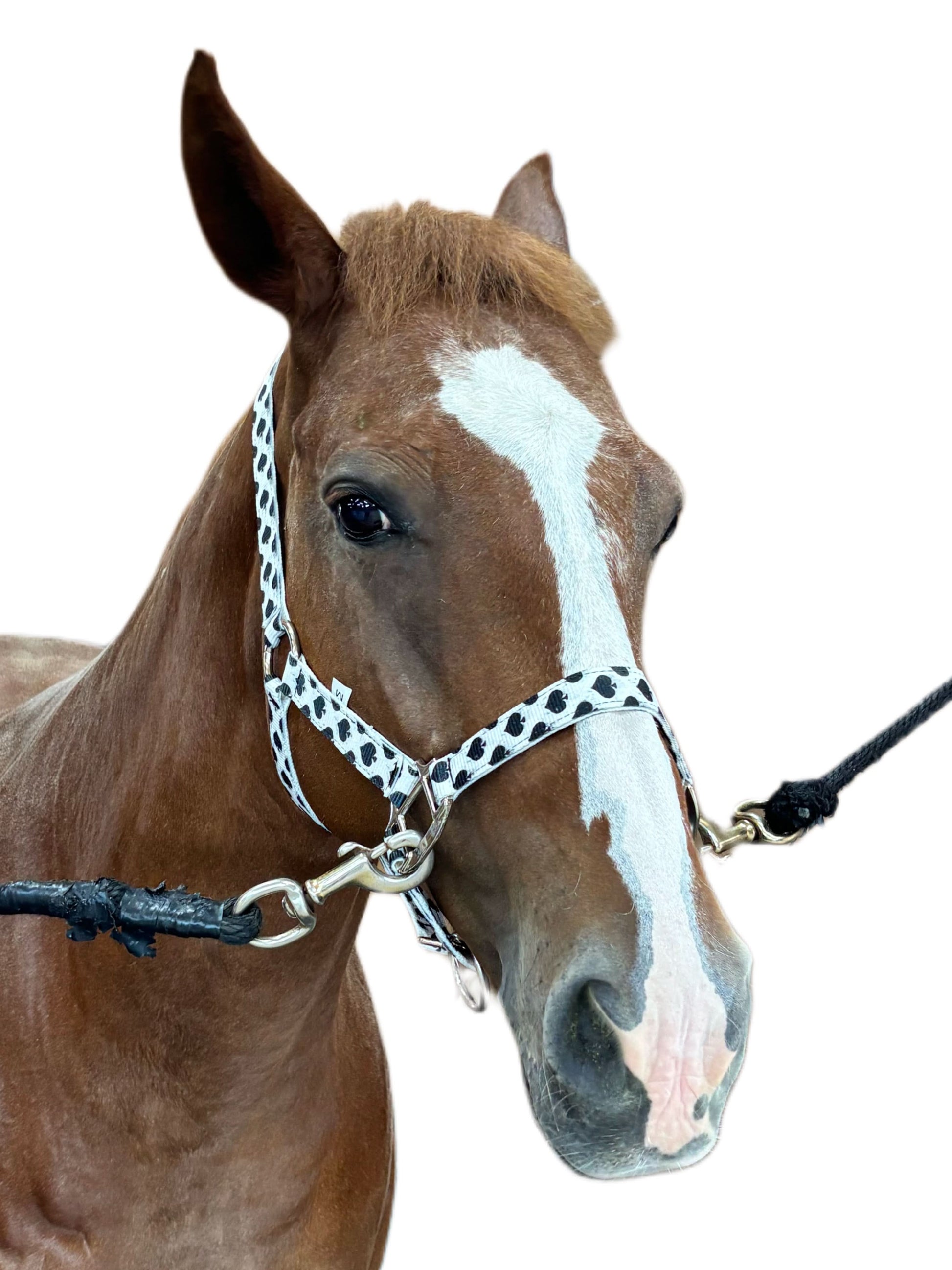 Smokin Spades Nylon Quick-Release Horse Halter