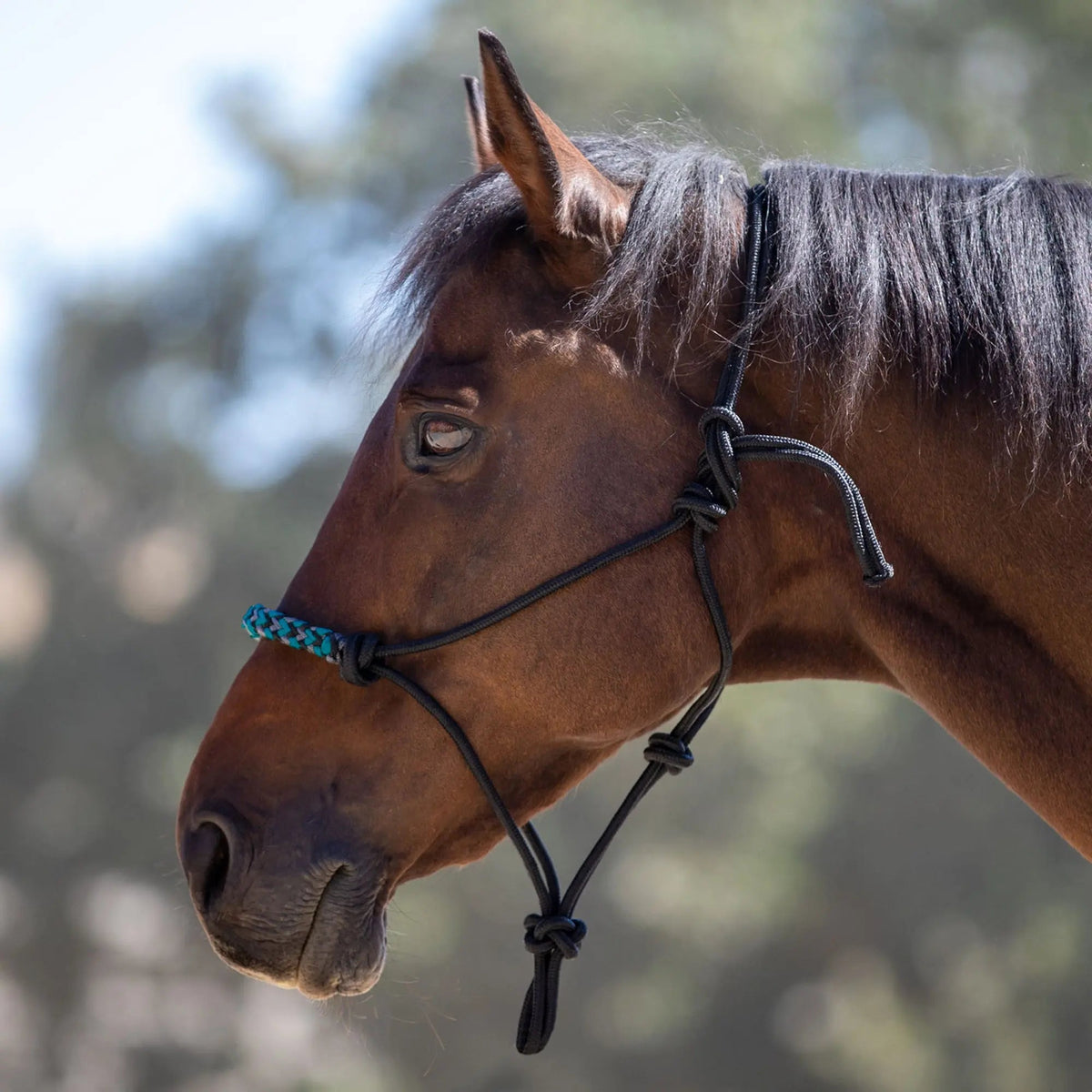 Clinician Training Rope Halter with Braided Nose