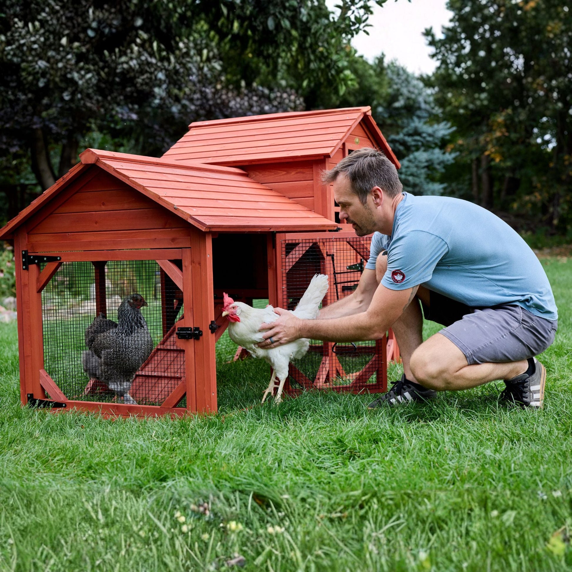 Chicken Coop for 4 Chickens – Leghorn Cottage Chicken Coop