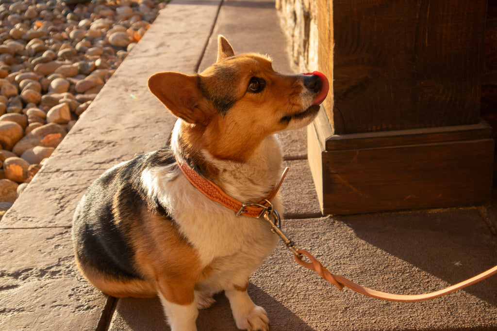 Natural Basket Dog Collar