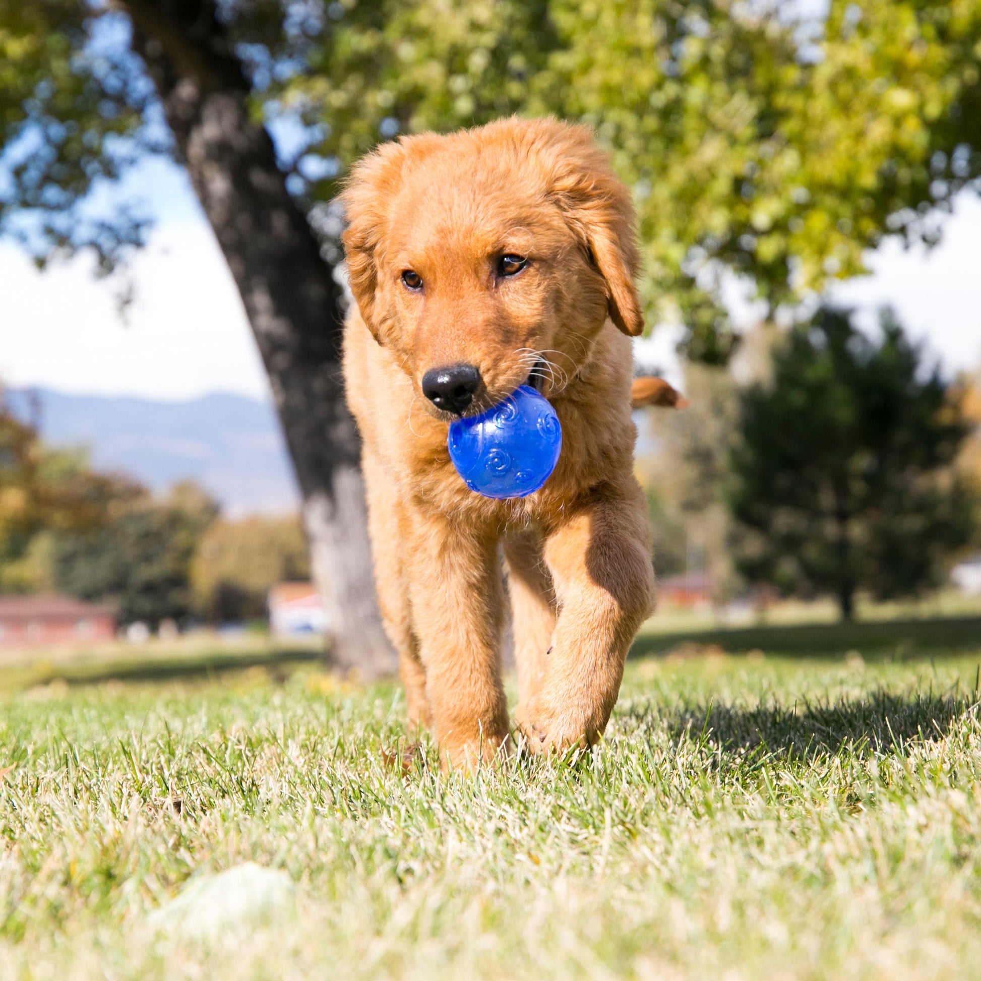 Kong Squeezz Crackle Ball