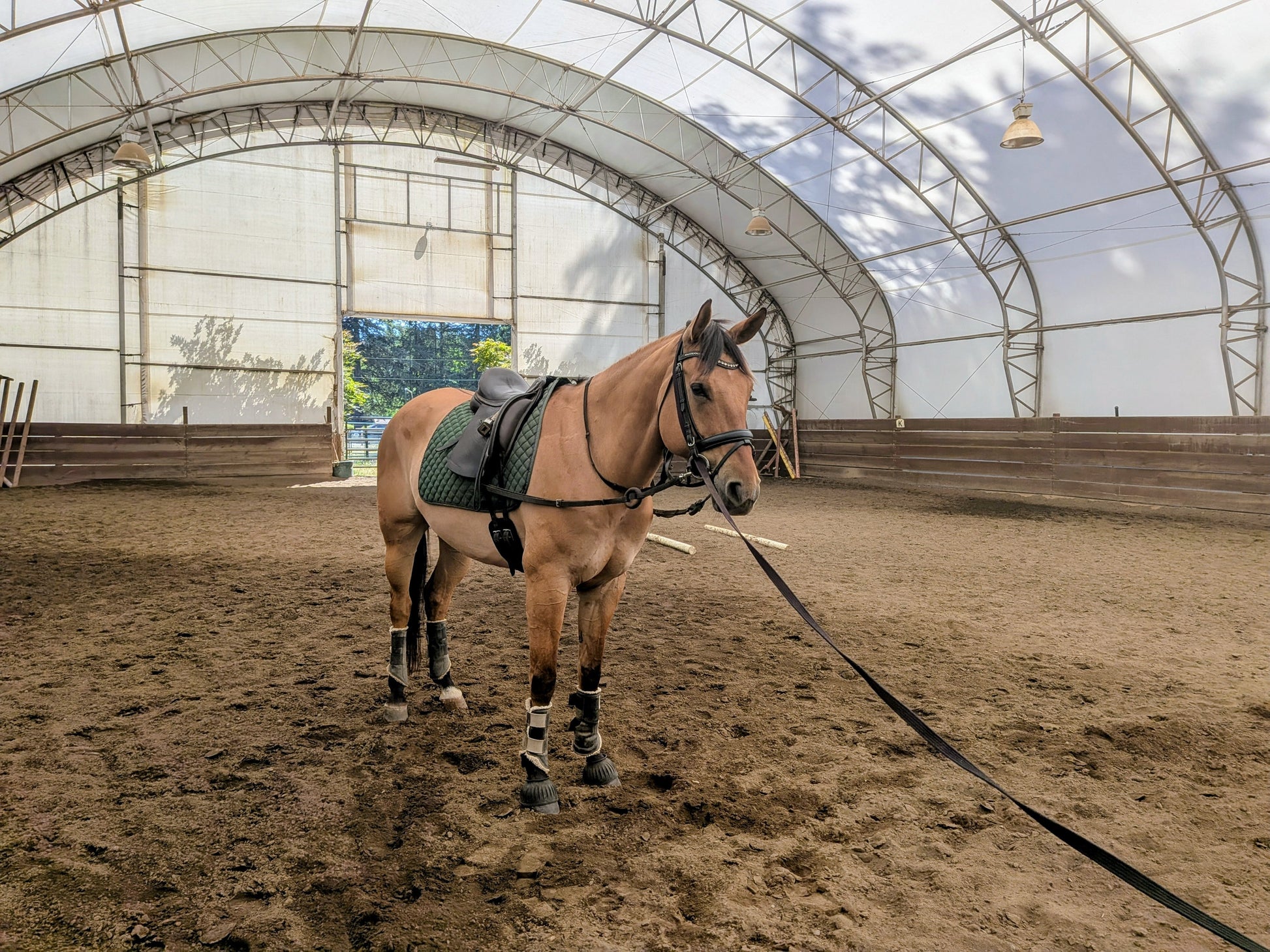 Adjustable Leather Side Reins with Rubber Ring