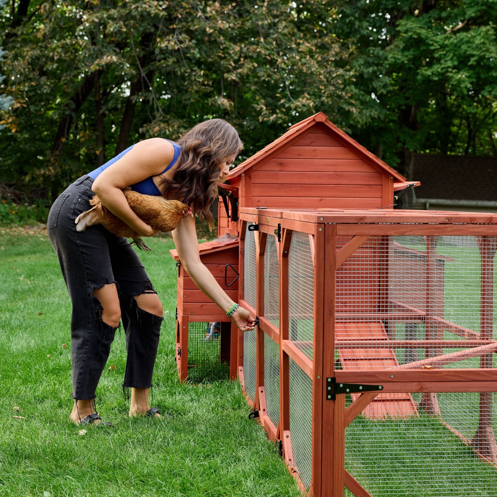Chicken Coop for 6 Chickens – Orpington Lodge