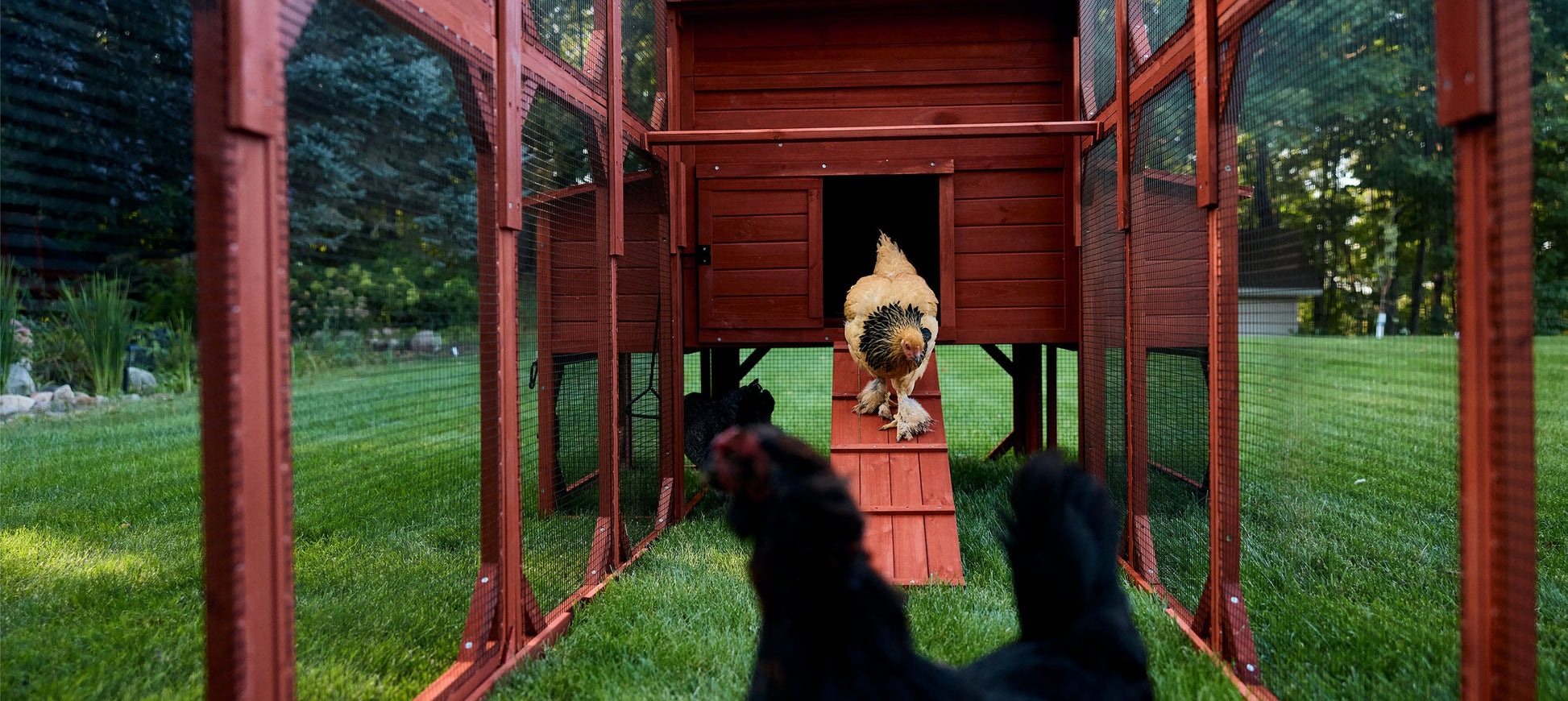 Chicken Coop for 10 Chickens – Rhode Island Homestead Coop with Run Extension Options