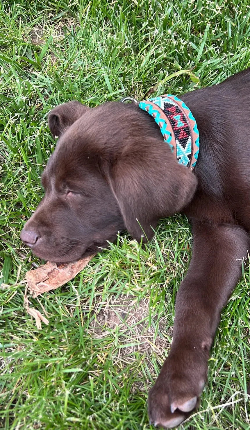 Genuine leather dog collar with teal, white, and burgundy beaded inlay design, a rawhide wrapped edge