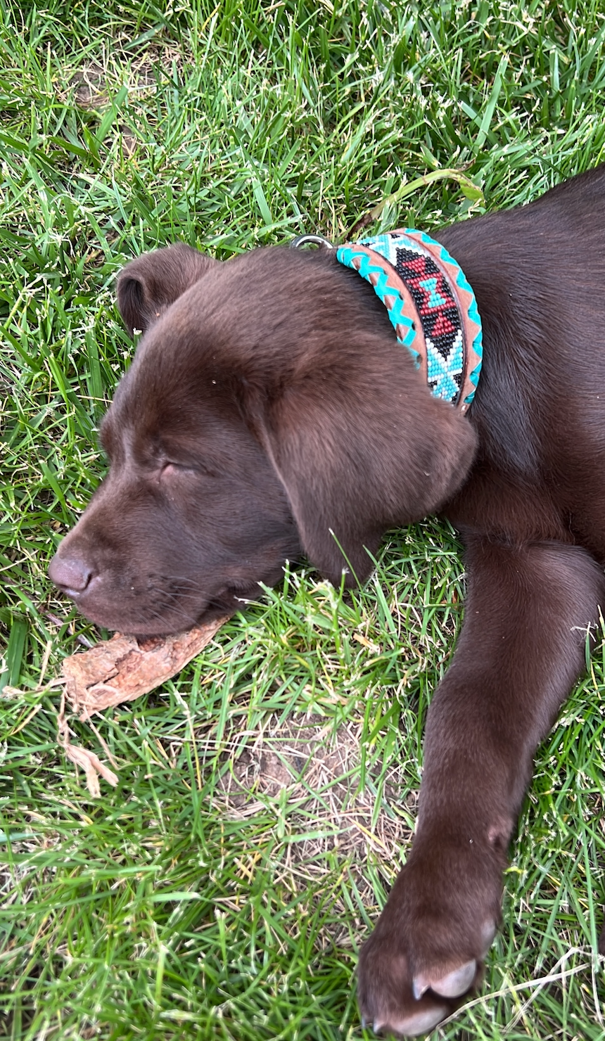 Genuine leather dog collar with teal, white, and burgundy  beaded inlay design, a rawhide wrapped edge