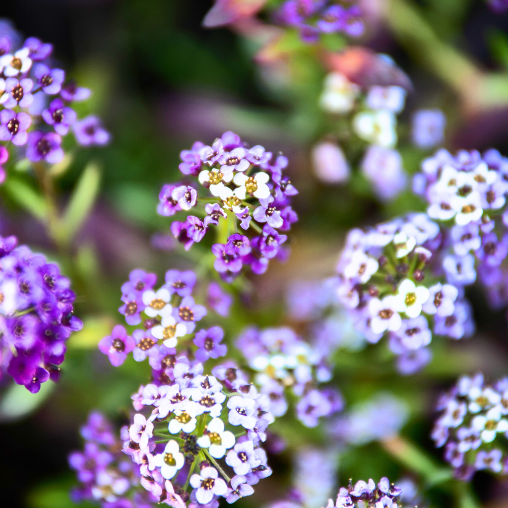 Sweet Alyssum Royal Carpet Seed Pouch