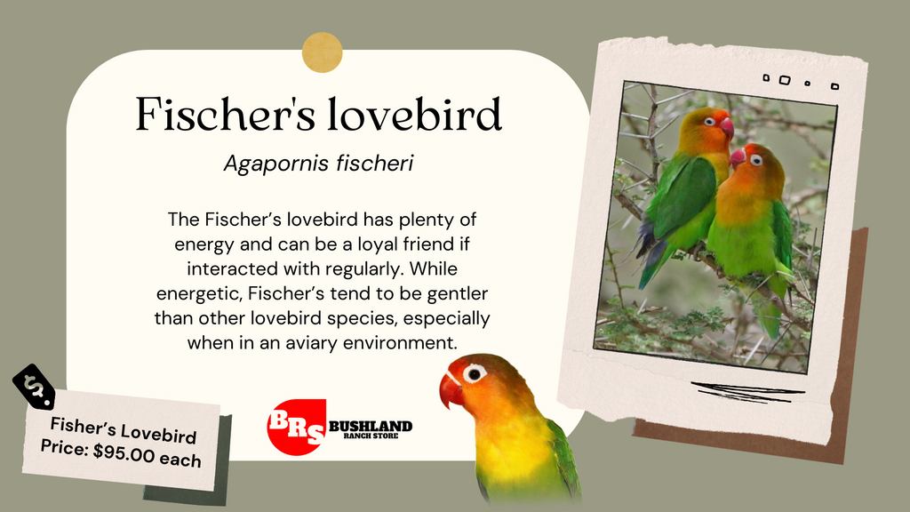 FISHER'S LOVEBIRD