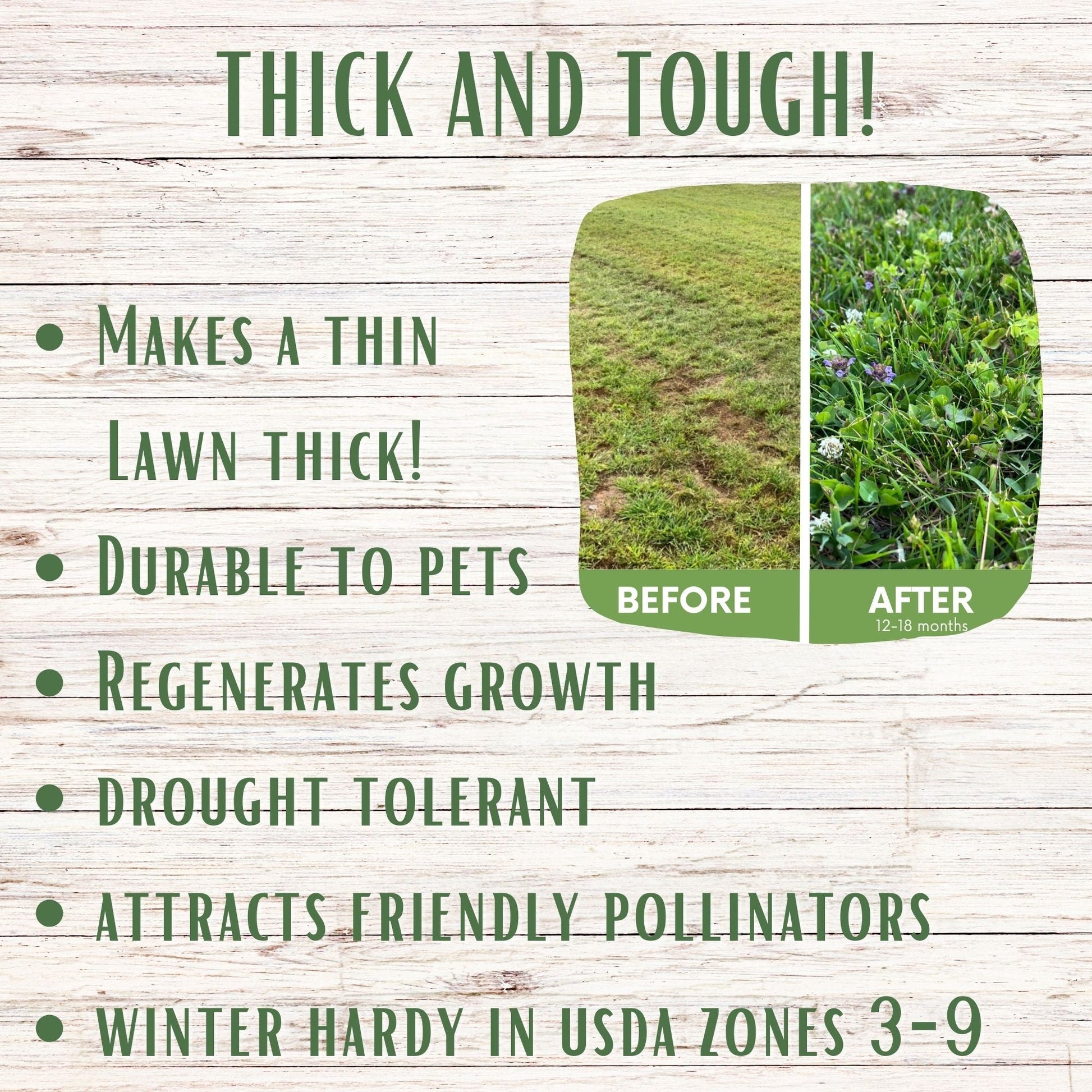 Thick Bee Lawn Seed Kit